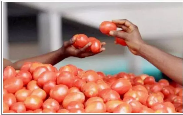 Tomatoes: టమాట ధర తగ్గించిన కేంద్రం Tomatoes: టమాట ధర తగ్గించిన కేంద్రం