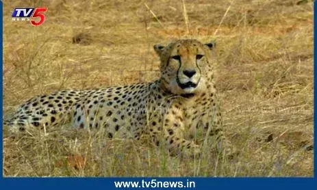 Project cheetha: చీతాల మరణానికి..రేడియో కాలర్సే కారణమా..