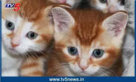 Pet Animals: ప్రేమకు పిల్లులైన..పిల్లలైన మాకు ఒక్కటే Pet Animals: ప్రేమకు పిల్లులైన..పిల్లలైన మాకు ఒక్కటే