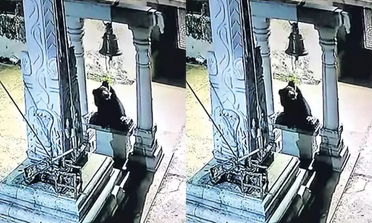 సత్యసాయి జిల్లాలో ఎలుగుబంట్ల కలకలం