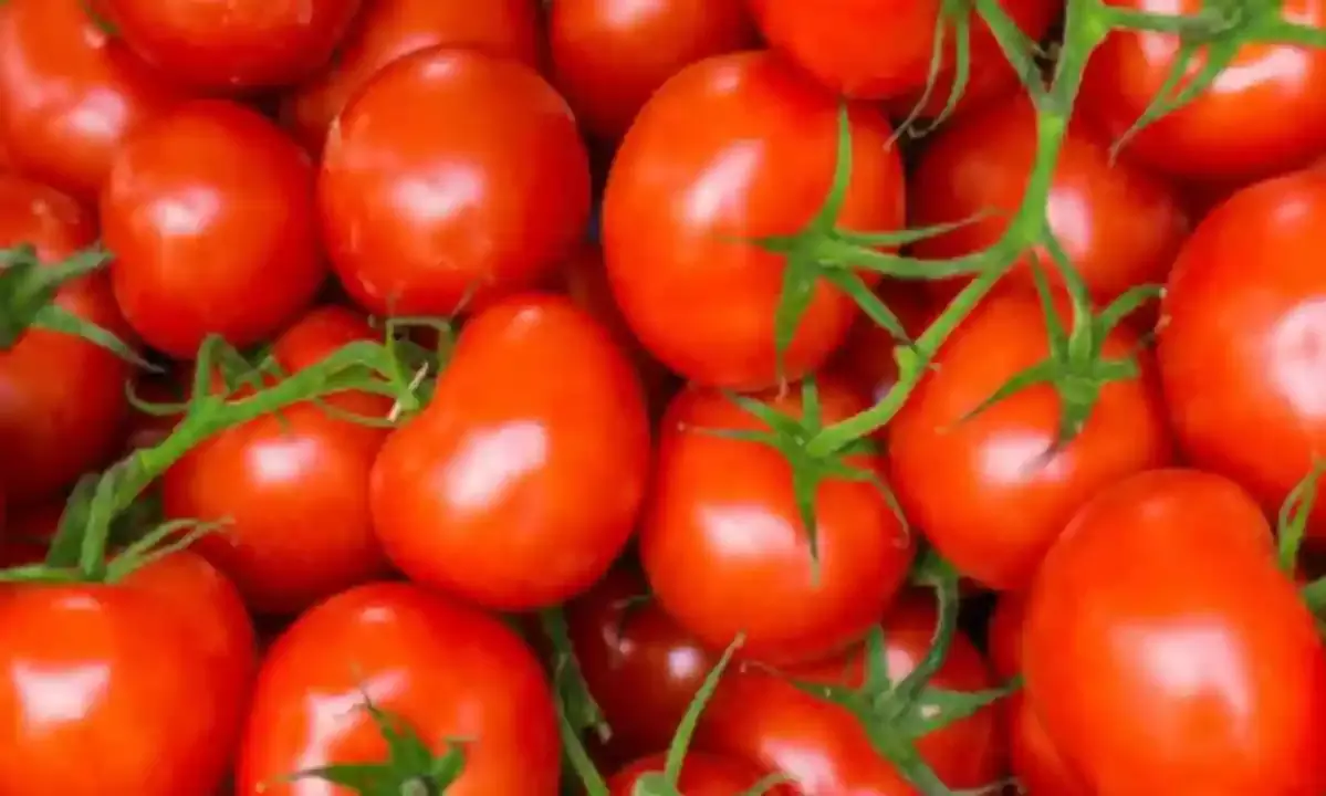 గుంటూరులో మండుతోన్న టమాటా