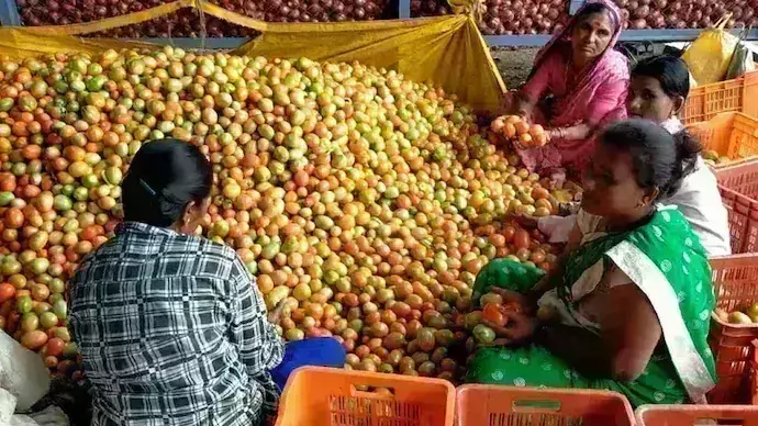Tomato: సిరులు కురిపించిన టమాట Tomato: సిరులు కురిపించిన టమాట