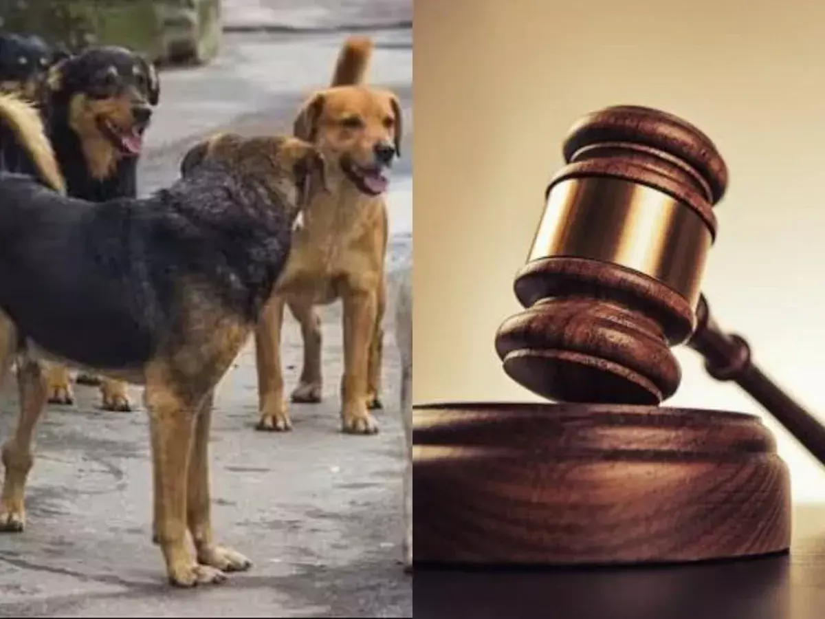 Alimony : ఆమెకి.. ఆమె కుక్కలకీ కూడా.. Alimony : ఆమెకి.. ఆమె కుక్కలకీ కూడా..