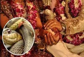 Different Dowry : కూతురి పెళ్లికి కట్నంగా సర్పాలు Different Dowry : కూతురి పెళ్లికి కట్నంగా సర్పాలు