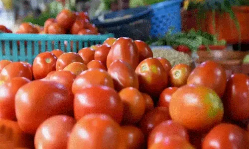 టమాటా ధర పెరగడంతో రైతులకు నిద్ర లేని రాత్రులు