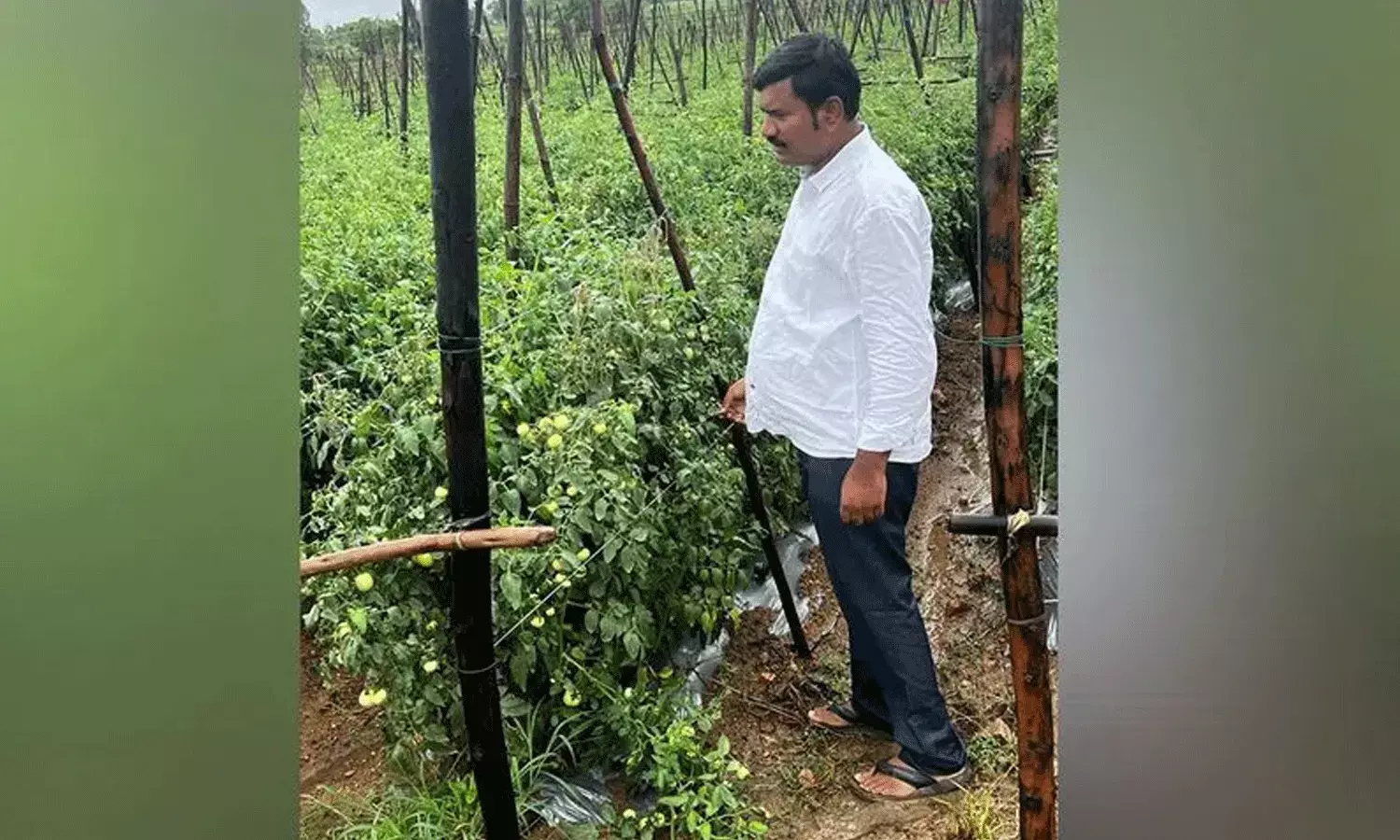 ఎనిమిది ఎకరాల్లో టమాటా సాగు.. ఒక్క నెలలోనే రూ.1.80 కోట్ల సంపాదన ఎనిమిది ఎకరాల్లో టమాటా సాగు.. ఒక్క నెలలోనే రూ.1.80 కోట్ల సంపాదన