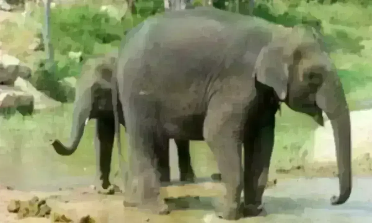 విజయనగరం జిల్లాలో ఏనుగుల హల్ చల్ విజయనగరం జిల్లాలో ఏనుగుల హల్ చల్