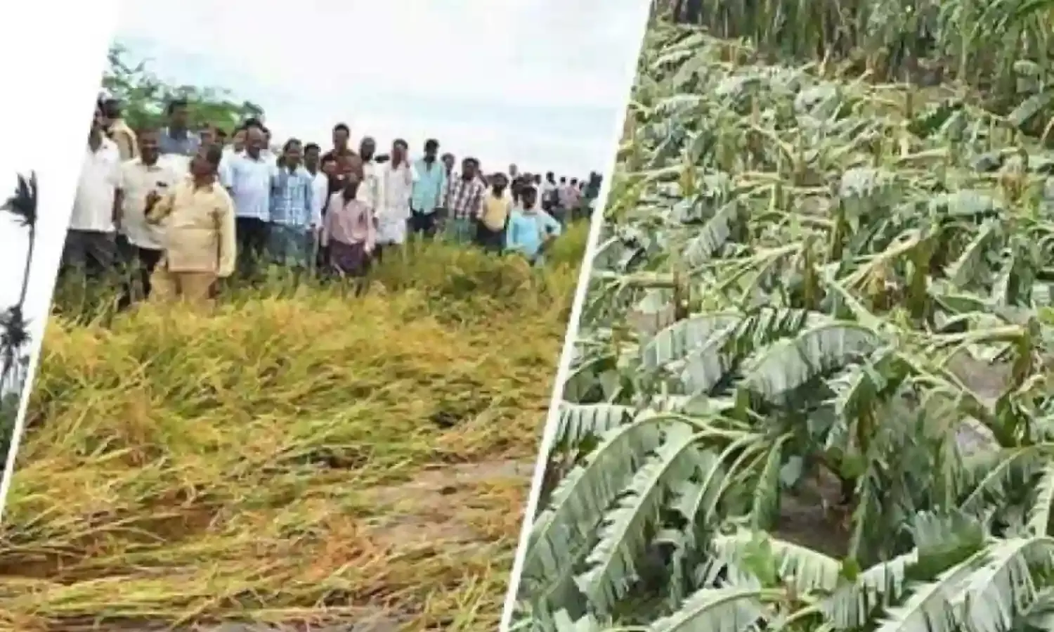 శ్రీకాకుళంలో చెరువులను తలపిస్తున్న పంటపొలాలు శ్రీకాకుళంలో చెరువులను తలపిస్తున్న పంటపొలాలు