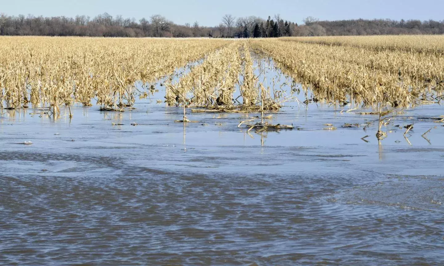 Krishna: నీట మునిగిన 3వేల ఎకరాలు Krishna: నీట మునిగిన 3వేల ఎకరాలు