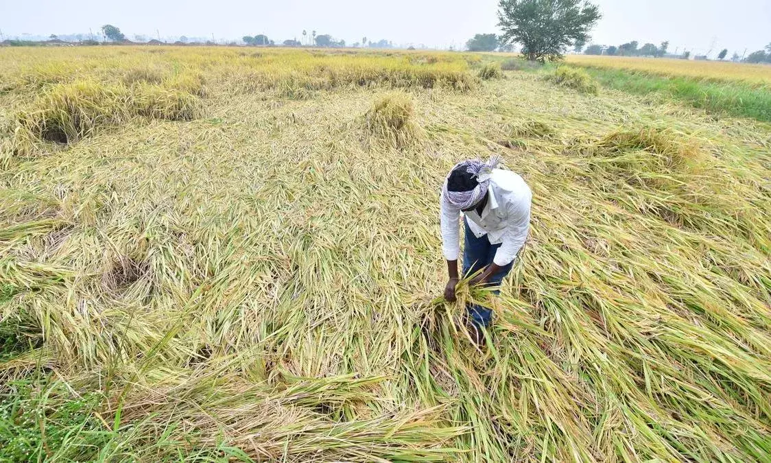 ఎన్టీఆర్‌ జిల్లా లో భారీగా పంటనష్టం