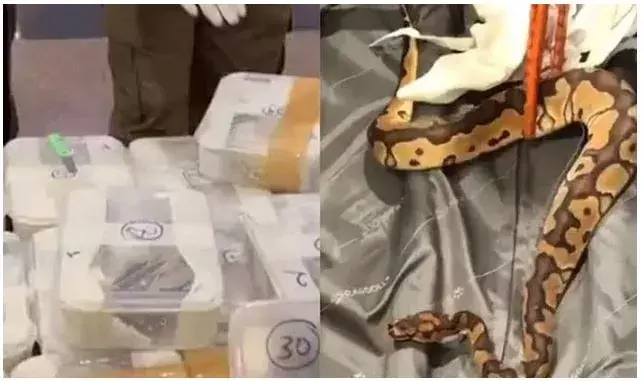 SNAKES: బ్యాగులో 47 కొండచిలువలు.. రెండు బల్లులు