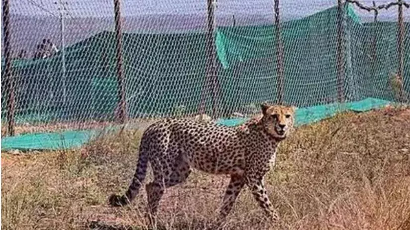 Cheetah Death: ఆగని చీతాల మరణాలు Cheetah Death: ఆగని చీతాల మరణాలు