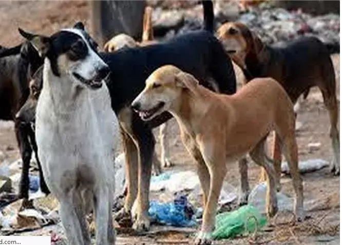 G-20 Summit: విదేశీ నేతలు ఇక్కడికి... శునకాలు అక్కడికి G-20 Summit: విదేశీ నేతలు ఇక్కడికి... శునకాలు అక్కడికి