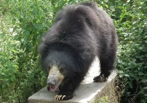 తిరుమల: ఎలుగుబంటి దాడిలో ఆరేళ్ల బాలిక మృతి