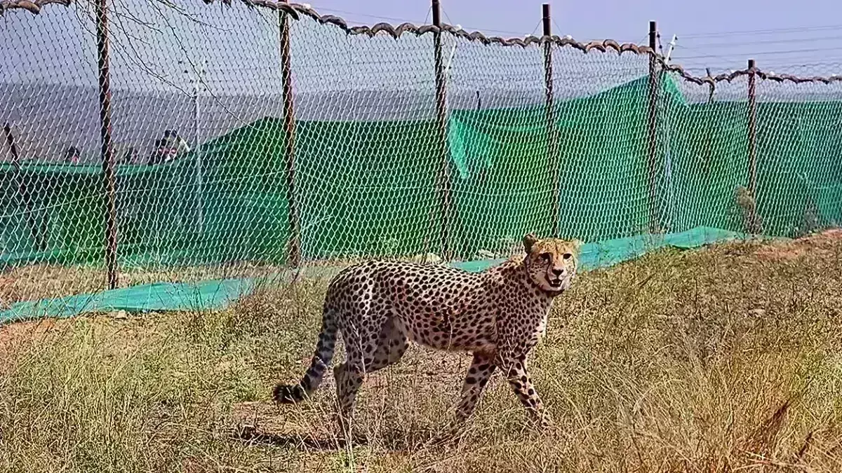 Kuno National Park: చిరుత ఆచూకీ లభ్యం