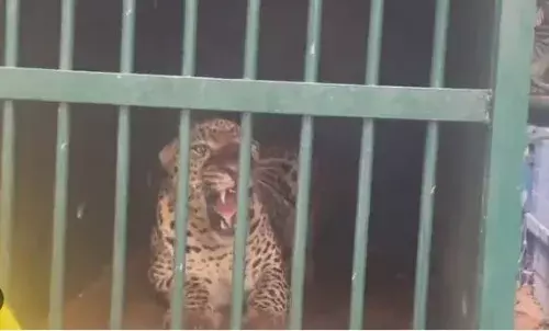 3 నెలల పాటు జూ క్వారంటైన్లో  చిరుత