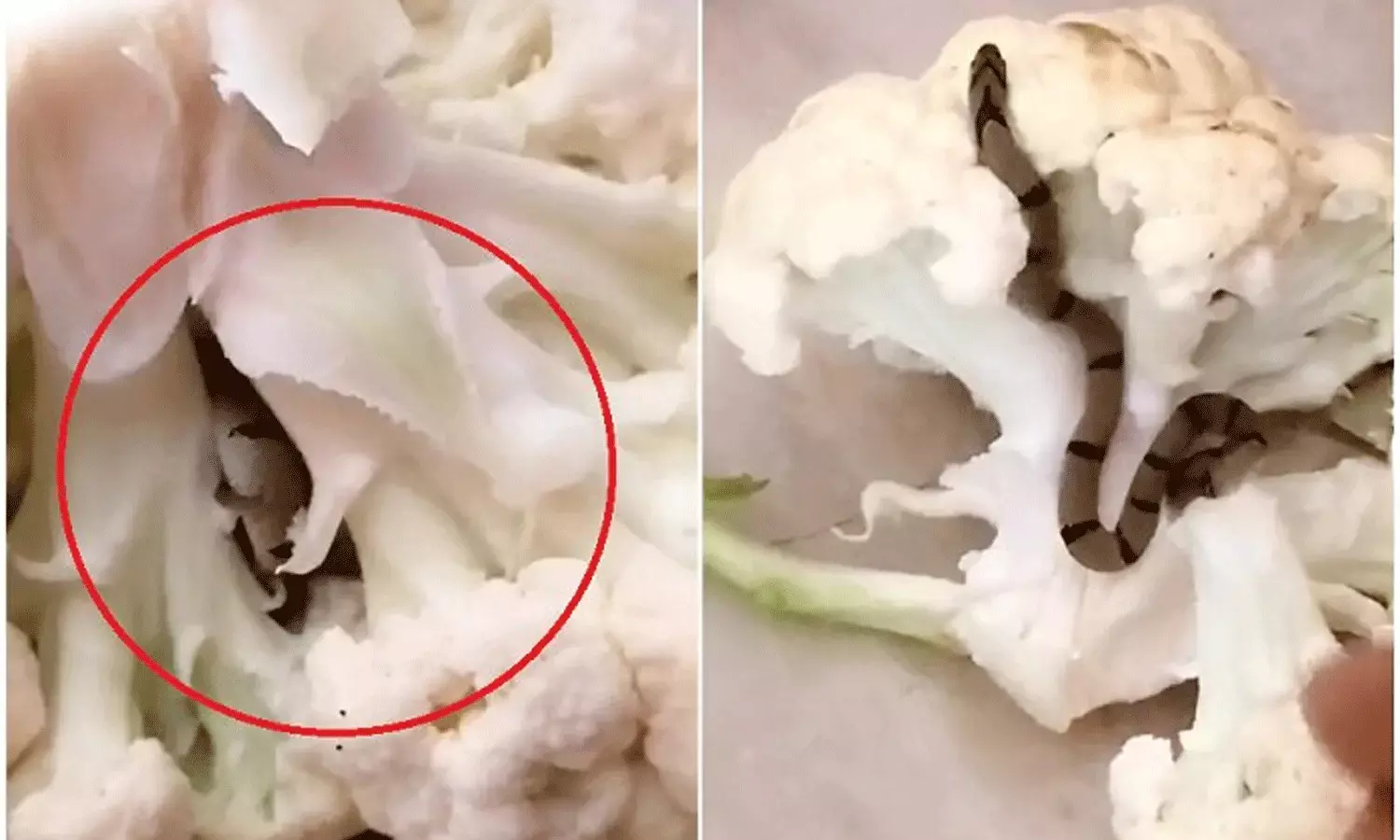 Viral Video: కాలీఫ్లవర్‌లో పాము.. కుటుంబ సభ్యులు షాక్