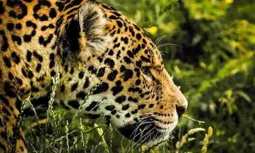 తిరుమల నడక మార్గాల్లో ఆపరేషన్ చిరుత