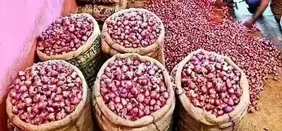 Onion Price: ఢిల్లీలో తగ్గనున్న ఉల్లి ఘాటు.. కిలో రూ. 25లే. Onion Price: ఢిల్లీలో తగ్గనున్న ఉల్లి ఘాటు.. కిలో రూ. 25లే.