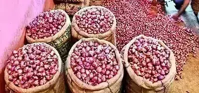 Onion Price: ఢిల్లీలో తగ్గనున్న ఉల్లి ఘాటు.. కిలో రూ. 25లే. Onion Price: ఢిల్లీలో తగ్గనున్న ఉల్లి ఘాటు.. కిలో రూ. 25లే.