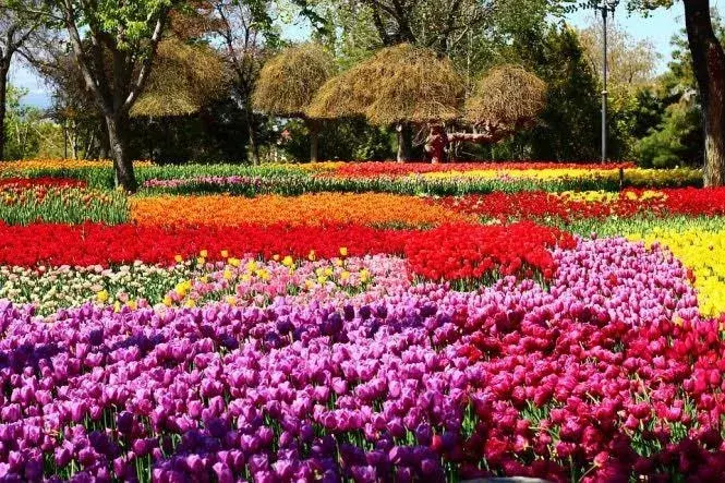 Tulip Garden : వరల్డ్​ బుక్​ ఆఫ్​ రికార్డ్స్​లో  శ్రీనగర్​ తులిప్​ గార్డెన్​