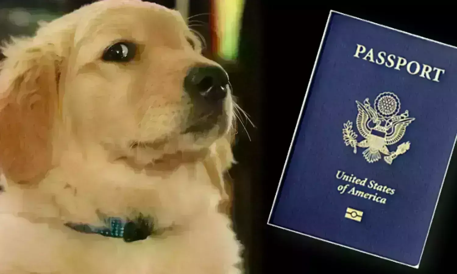Dog chews  passport:  పాస్పోర్ట్ ను పెడిగ్రీలా నమిలేసిన కుక్క.. Dog chews  passport:  పాస్పోర్ట్ ను పెడిగ్రీలా నమిలేసిన కుక్క..