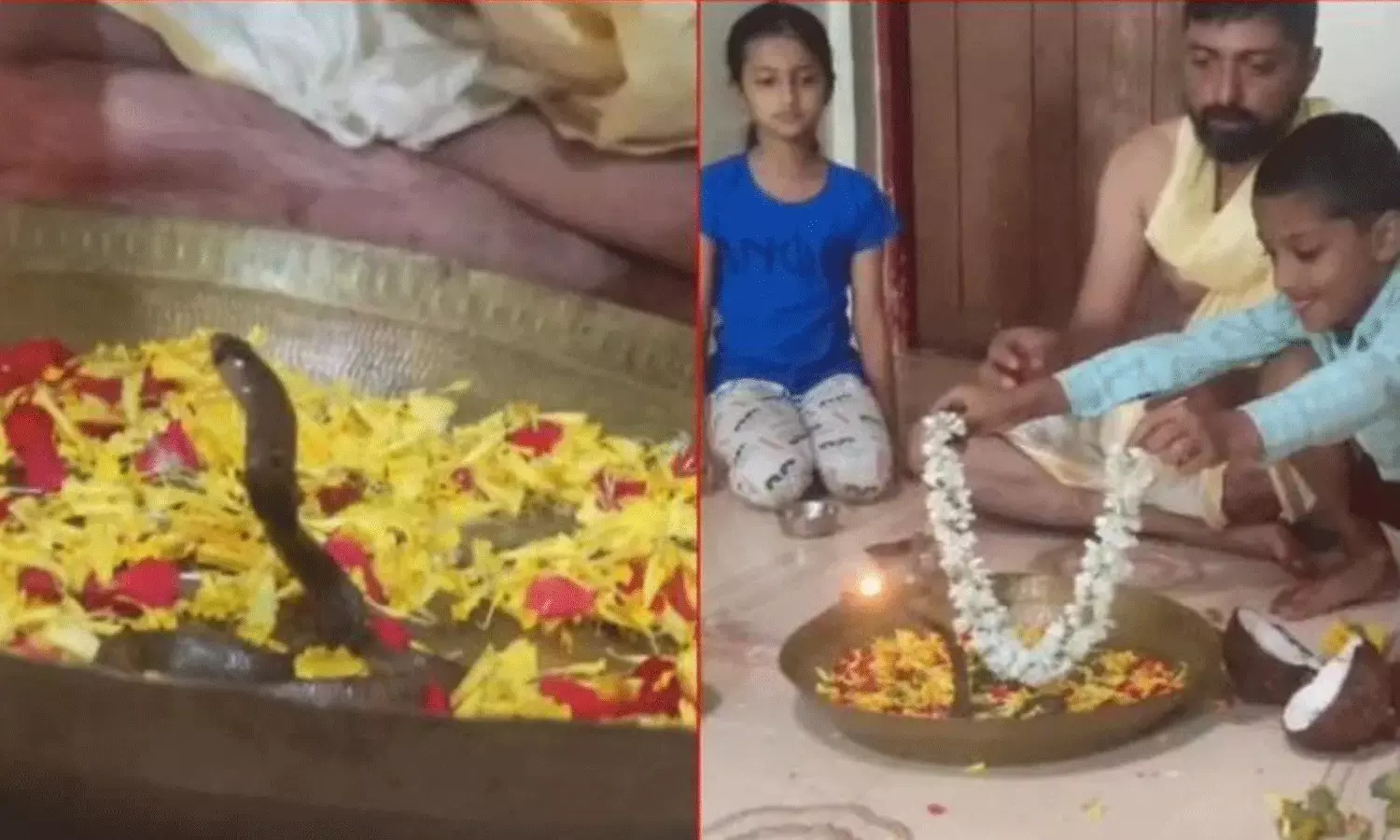 ఇంట్లోనే నాగ పంచమి వేడుకలు.. నిజమైన నాగుకు పూజలు.. ఇంట్లోనే నాగ పంచమి వేడుకలు.. నిజమైన నాగుకు పూజలు..