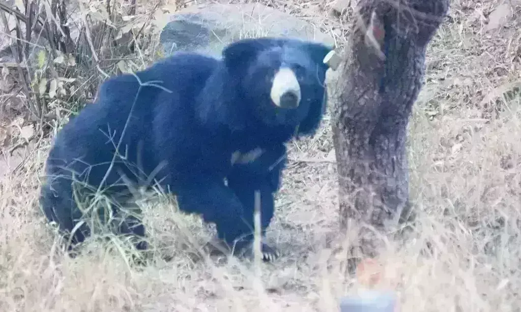 Srikakulam: మందస మండలంలో ఎలుగుబంట్ల హల్చల్ Srikakulam: మందస మండలంలో ఎలుగుబంట్ల హల్చల్