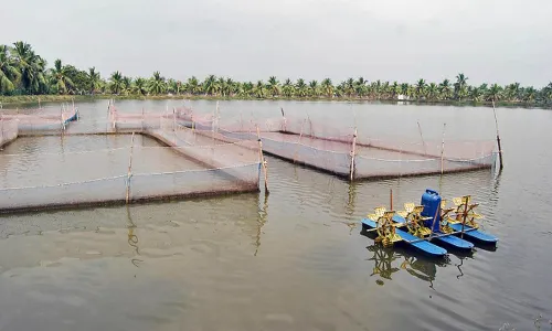 Konaseema: పచ్చని పంటపొలాల మధ్య ఆక్వాసాగు చిచ్చు Konaseema: పచ్చని పంటపొలాల మధ్య ఆక్వాసాగు చిచ్చు