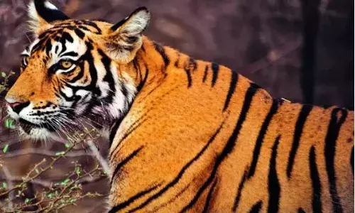 శ్రీకాకుళం రిజర్వాయర్ లో పులి సంచారం శ్రీకాకుళం రిజర్వాయర్ లో పులి సంచారం
