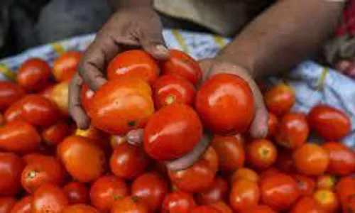 Tomato Ratess: ఠక్కున పడిపోయిన టమాటా ధర