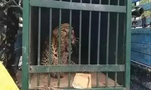 Tirumala Cheeta Hunt: తిరుమలలో బోనులో చిక్కిన మరో చిరుత