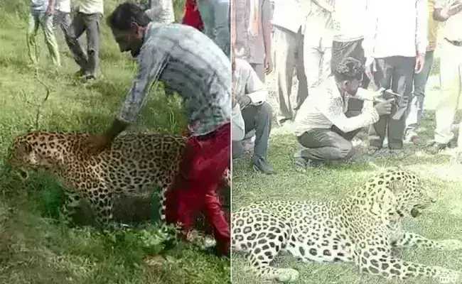 Leopard: గాయ‌ప‌డ్డ చిరుత‌తో సెల్ఫీలు