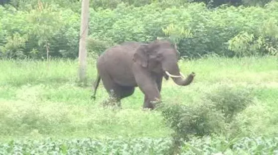 ఒంటరి ఏనుగు దాడిలో దంపతులు మృతి ఒంటరి ఏనుగు దాడిలో దంపతులు మృతి
