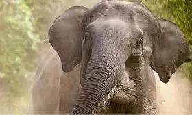 తమిళనాడు పొన్నై అటవీప్రాంతంలో ఏనుగు బీభత్సం