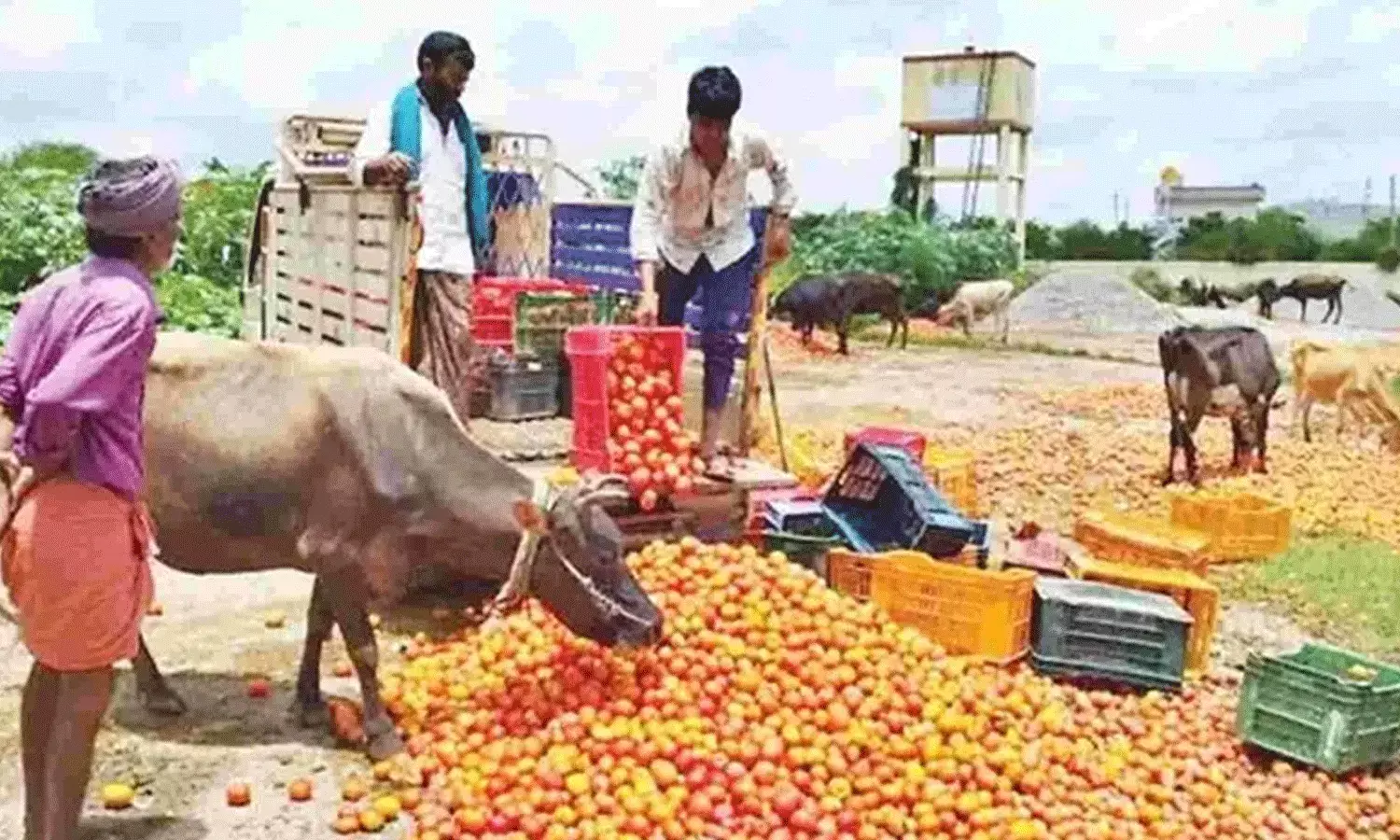 అప్పుడు కిలో రూ.300.. ఇప్పుడు 30 పైసలు.. అప్పుడు కిలో రూ.300.. ఇప్పుడు 30 పైసలు..