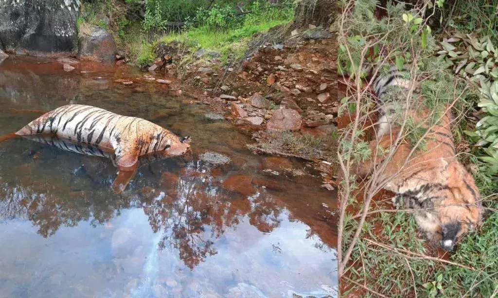 Tamilnadu : పులిపై రైతు  ప్రతీకారం .. Tamilnadu : పులిపై రైతు  ప్రతీకారం ..