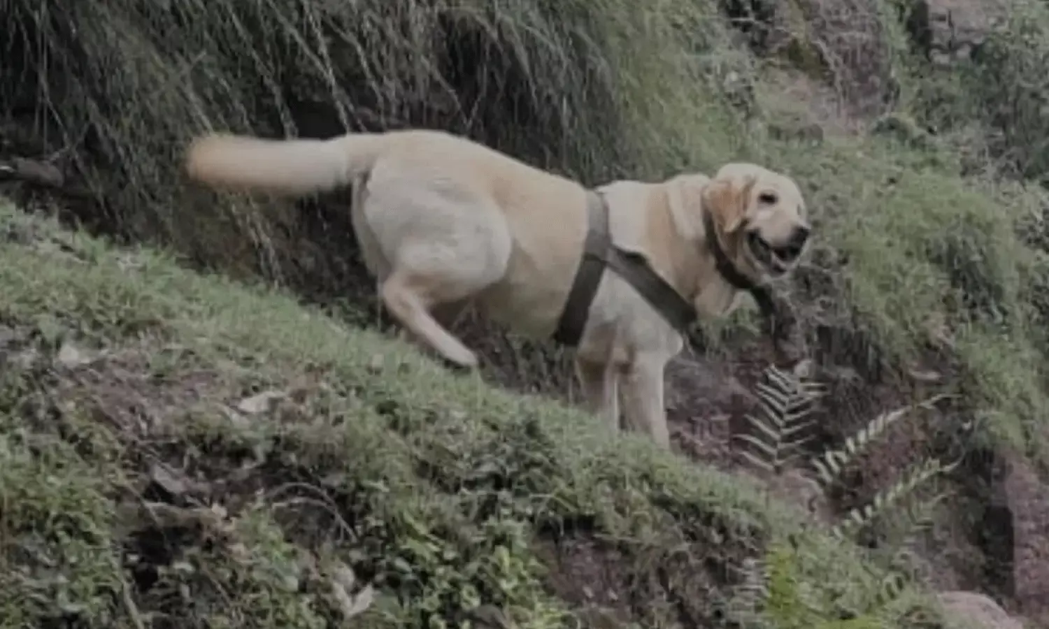 సైనికుడిని కాపాడింది.. తన ప్రాణాలు అర్పించింది.. సైనికుడిని కాపాడింది.. తన ప్రాణాలు అర్పించింది..