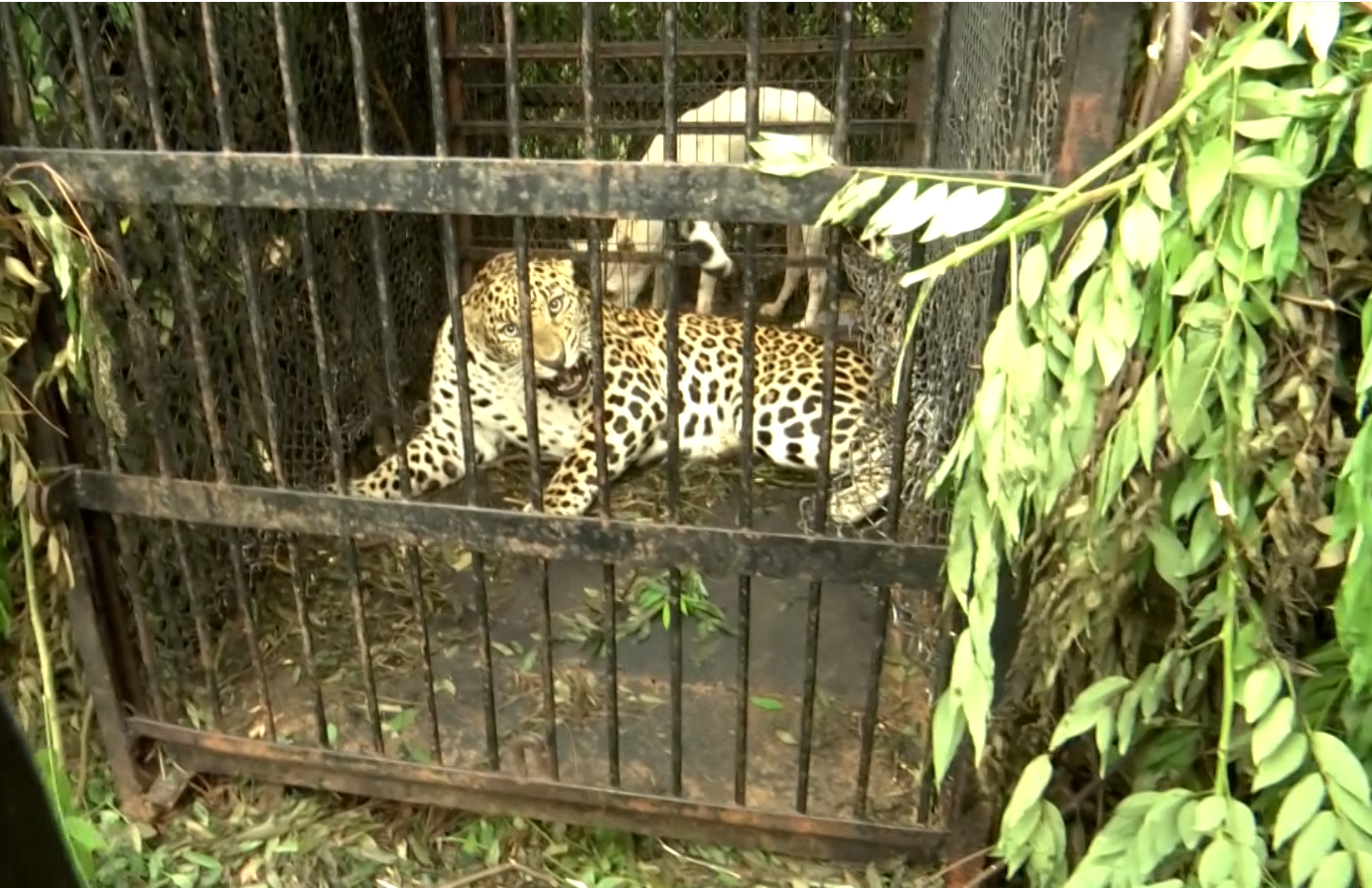 TIRUMALA: తిరుమలలో చిక్కిన మరో చిరుత