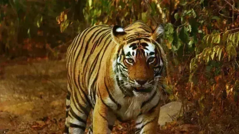 Tamilnadu : ఆందోళనకరంగా పులుల మరణాలు Tamilnadu : ఆందోళనకరంగా పులుల మరణాలు