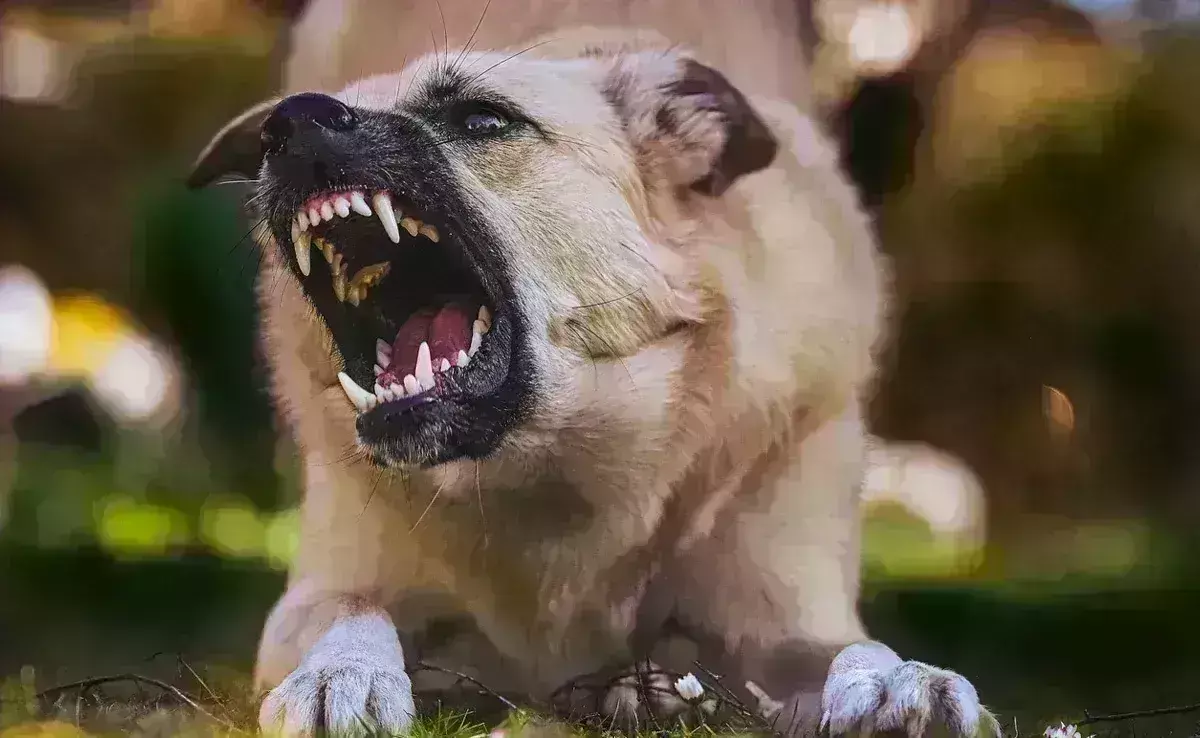 Kerala: పోలీసులే ఆ కుక్కల టార్గెట్