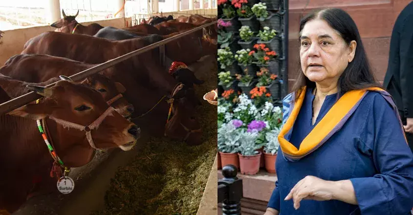 Maneka Gandhi: ఇస్కాన్పై బీజేపీ ఎంపీ తీవ్ర ఆరోపణలు.. Maneka Gandhi: ఇస్కాన్పై బీజేపీ ఎంపీ తీవ్ర ఆరోపణలు..