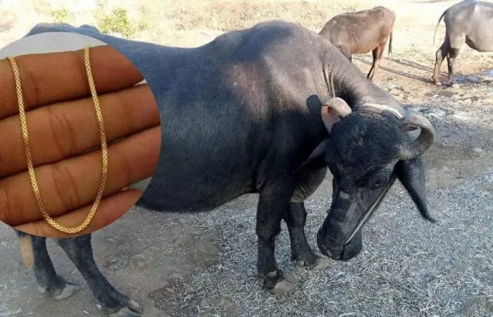 Buffalo Gulps Gold Mangalsutra : గేదె కడుపులో రూ.2లక్షల విలువైన మంగళసూత్రం Buffalo Gulps Gold Mangalsutra : గేదె కడుపులో రూ.2లక్షల విలువైన మంగళసూత్రం