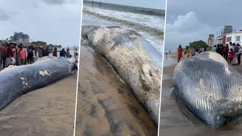 Blue Whale: కేరళ తీరానికి భారీ తిమింగలం Blue Whale: కేరళ తీరానికి భారీ తిమింగలం
