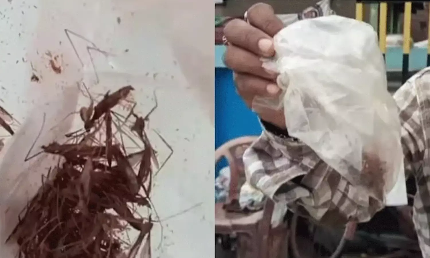 డెంగ్యూ భయం.. దోమల్ని పట్టుకుని ఆస్పత్రికి..