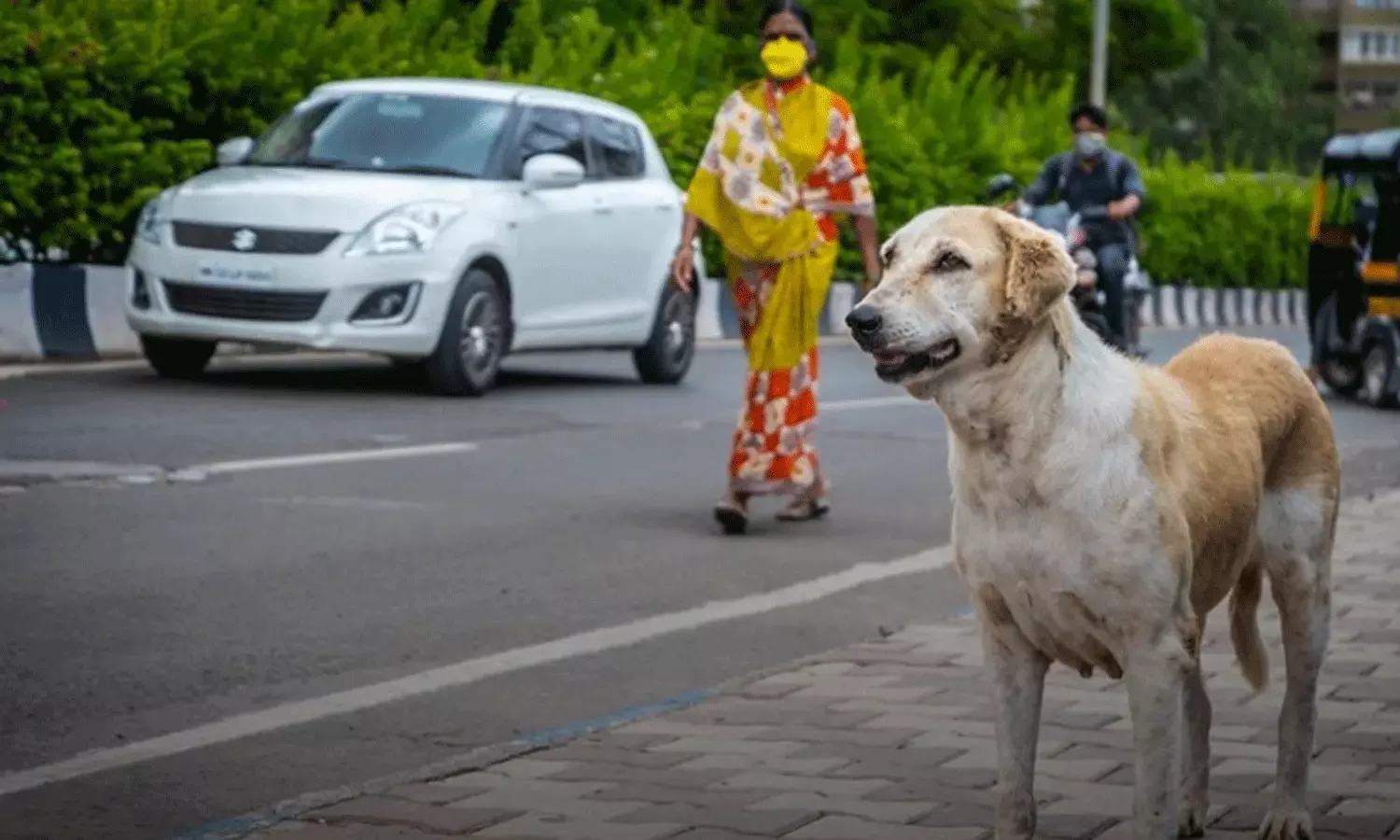 వీధి కుక్కల దాడికి మరో చిన్నారి బలి..
