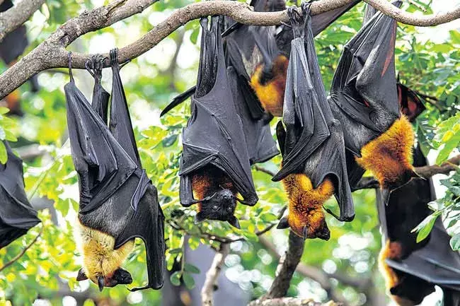 Nipah virus: కేరళ గబ్బిల్లాల్లో నిపా వైరస్! Nipah virus: కేరళ గబ్బిల్లాల్లో నిపా వైరస్!