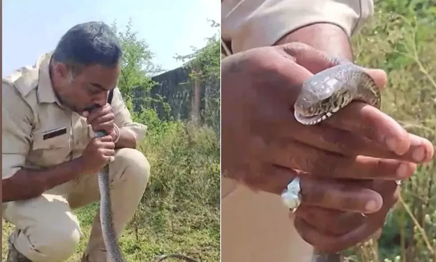 కానిస్టేబుల్ ధైర్యానికి హాట్సాఫ్.. పాముకి సీపీఆర్ ఇచ్చి ప్రాణాలు కాపాడి..