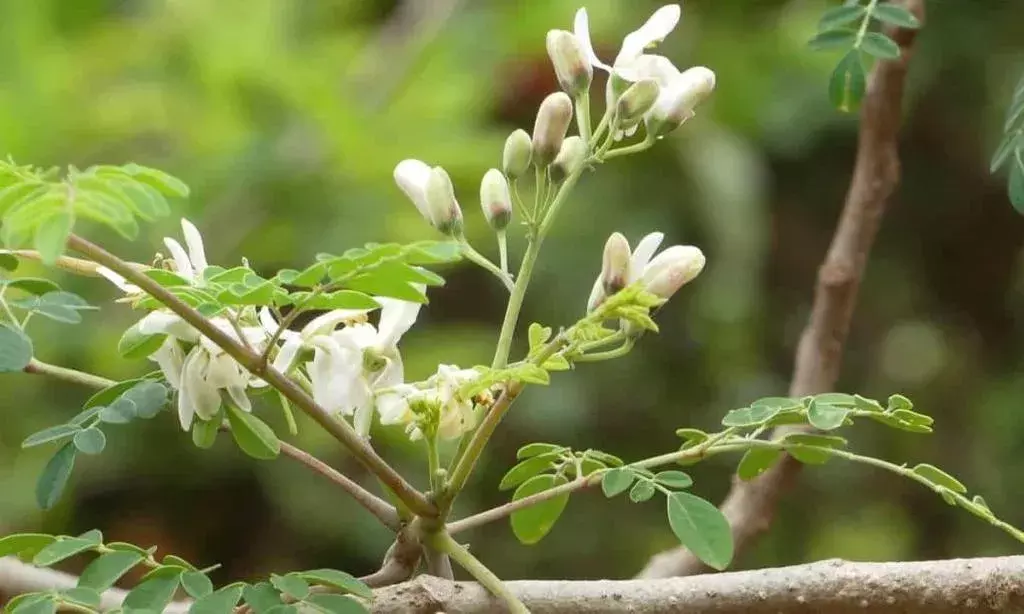 High Blood Pressure : మునగ పువ్వులతో రక్తపోటుకు చెక్ High Blood Pressure : మునగ పువ్వులతో రక్తపోటుకు చెక్
