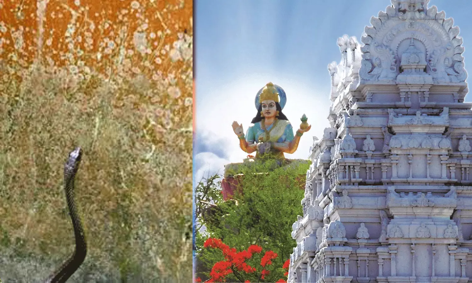 పాము కాటుకు గురైన బాసర ఆలయ పూజారి